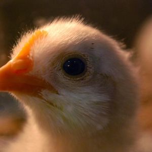 Meet your Posher, Tamara